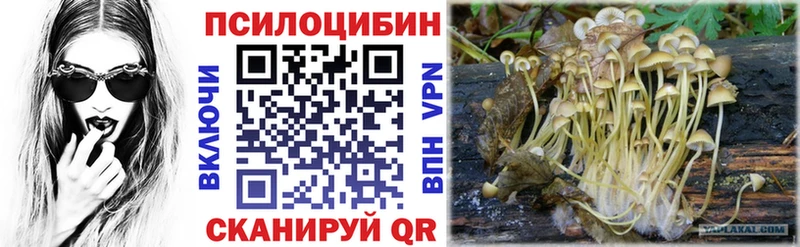 магазин    Сысерть  Псилоцибиновые грибы мицелий 